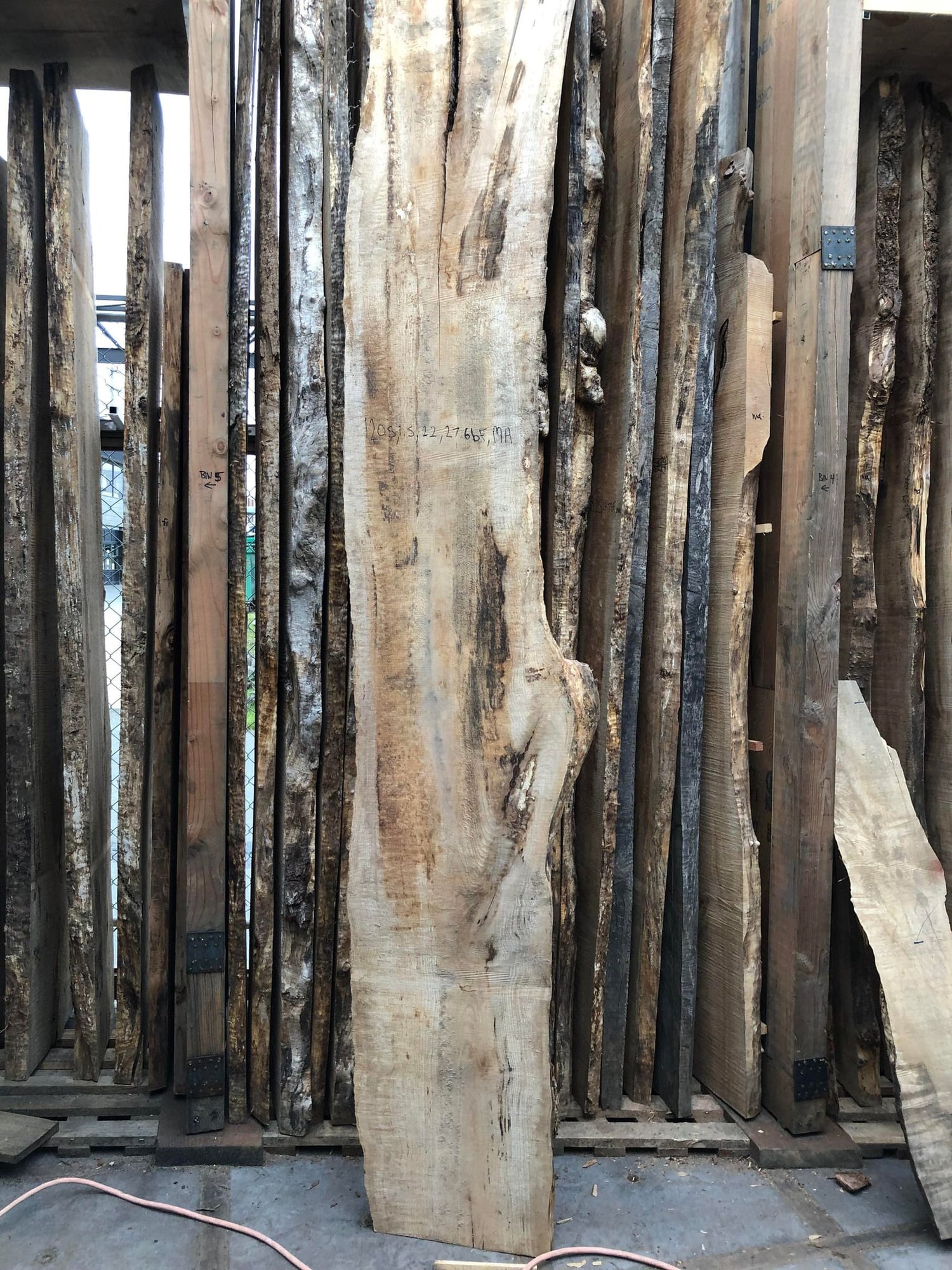 Big Leaf Maple